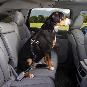 Kuva Kurgo Direct to Seat Belt Swivel Tether koiran turvavyö, sininen